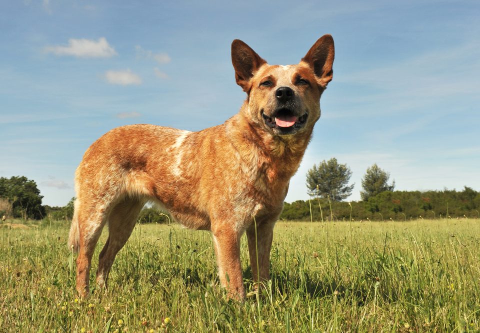 Australian Kelpie Depositphotos_7988389_S