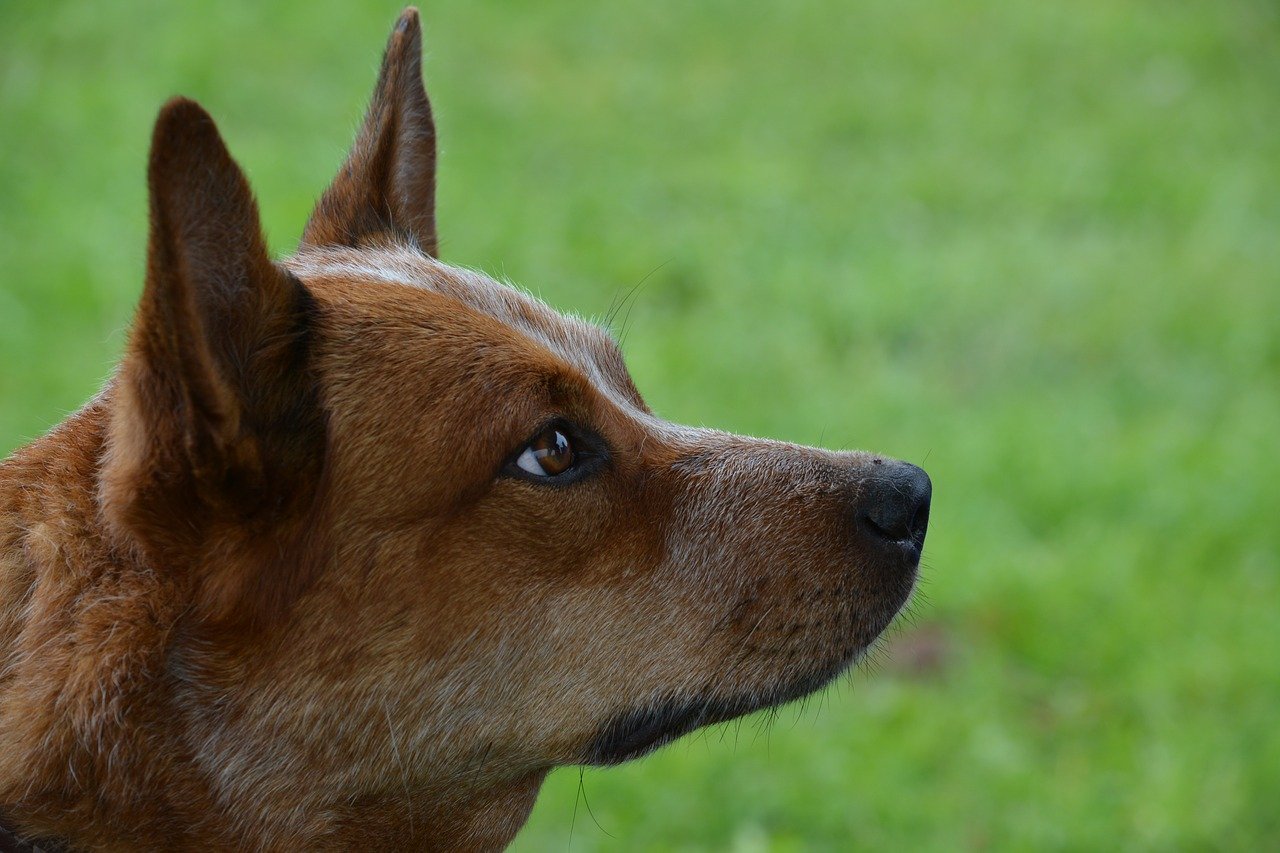 Australian Kelpie