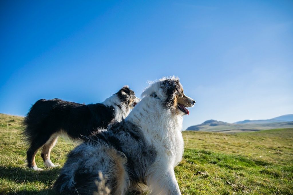 Australian Shepherd