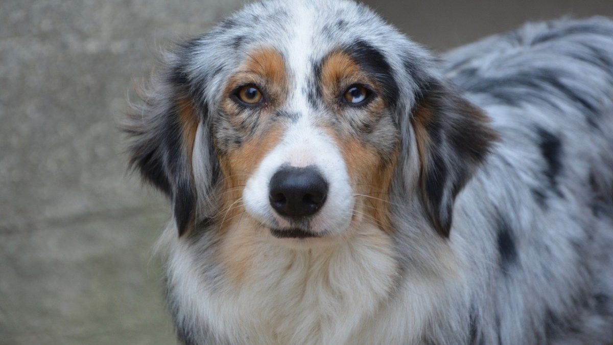 Kan worden genegeerd moeilijk Netto Australian Shepherd | Opvoeding, informatie en pups | De Nieuwe Hond