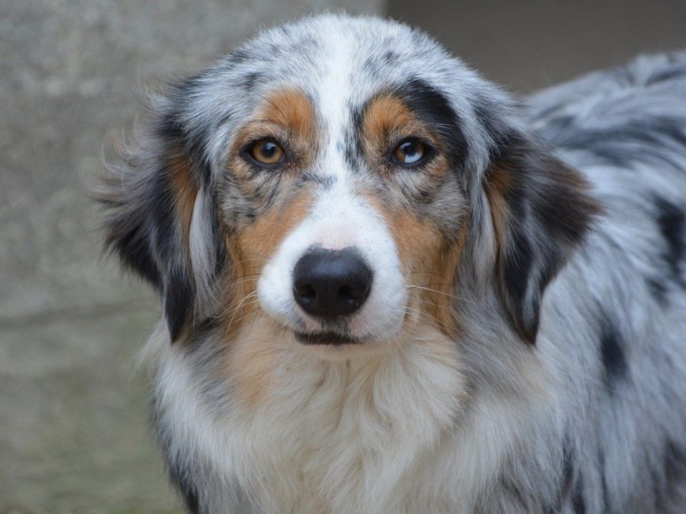 Australian Shepherd