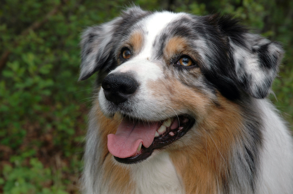 Australian Shepherd Depositphotos_2219950_S