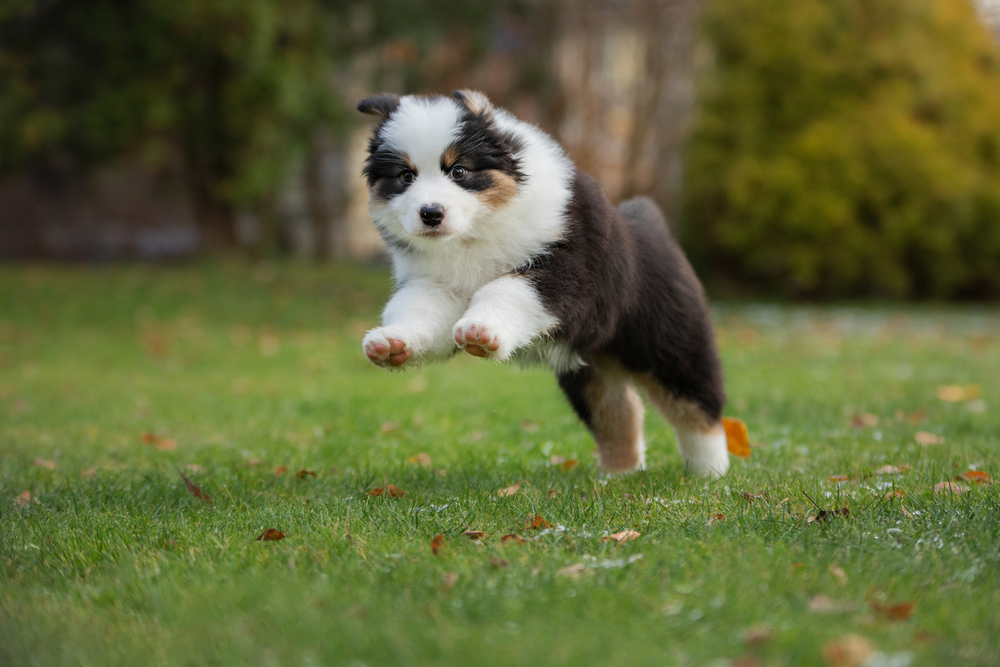 Australian-Shepherd-Puppy- - Puppy australian shepherd plays 