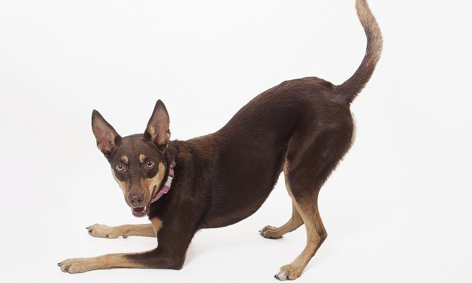 Australische Kelpie behoort tot de 10 vlugste hondenrassen ter wereld