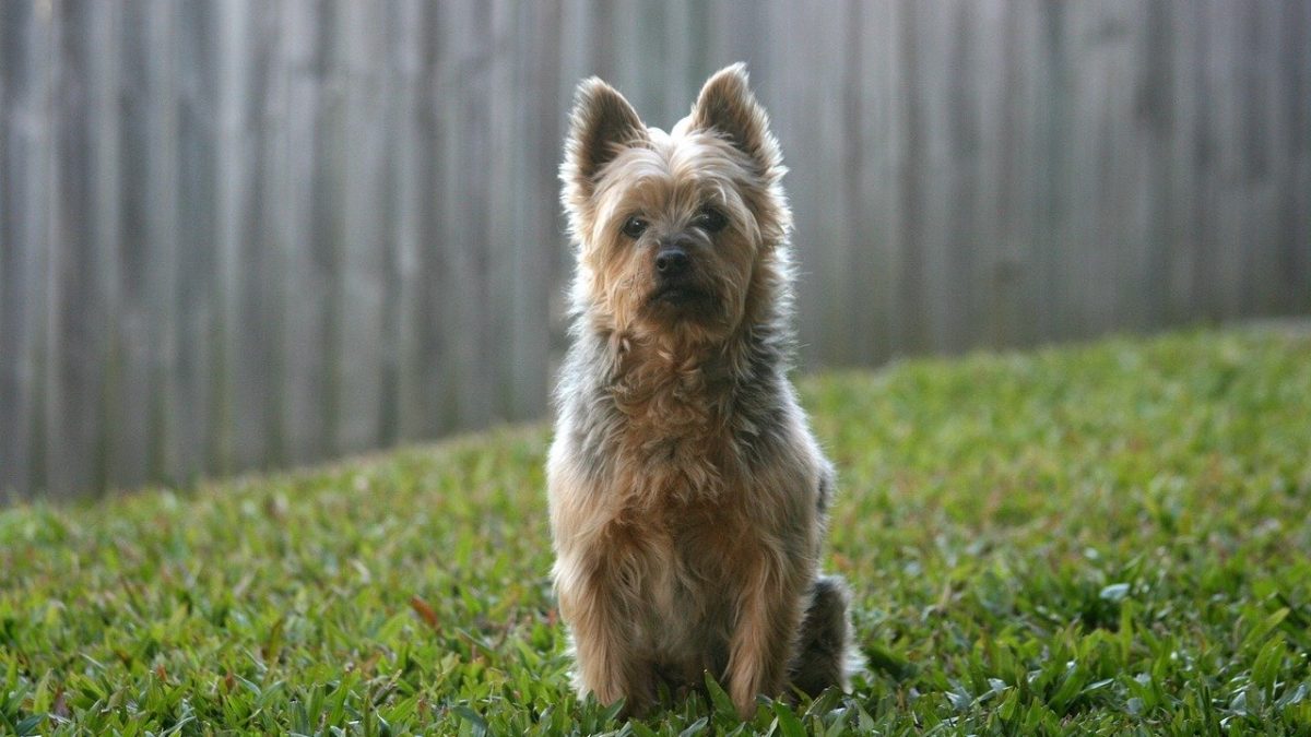 Australische Terrier