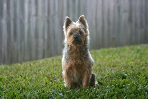 Australische Terrier