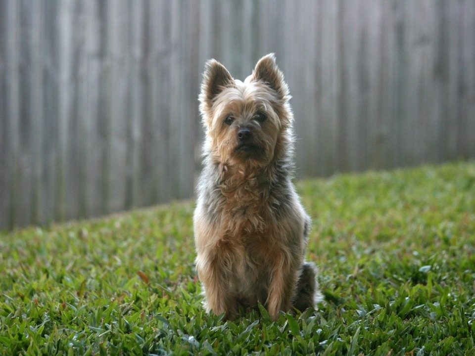 Australische Terrier