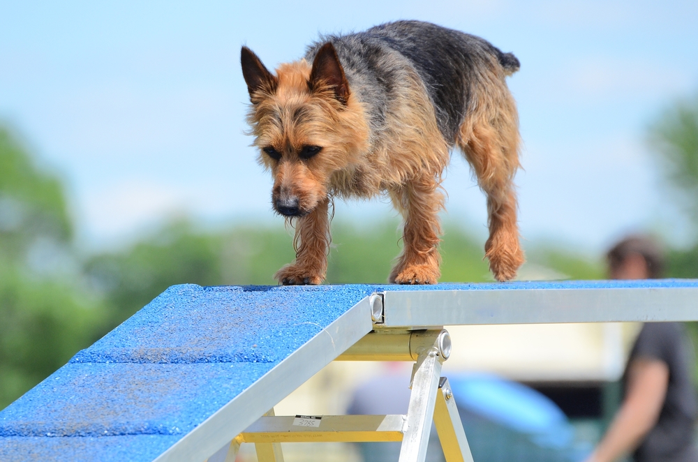 Australische Terrier