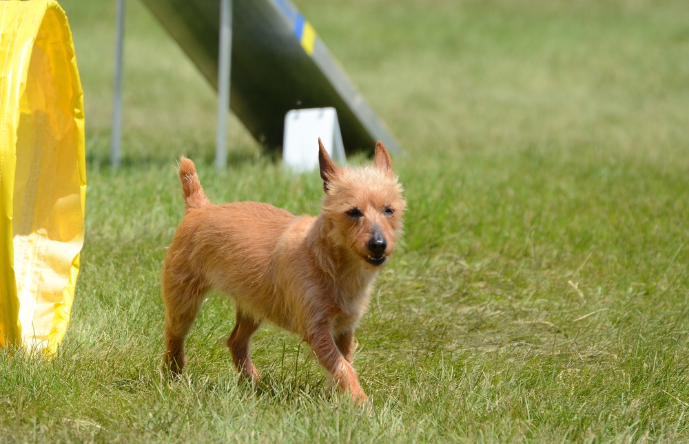 Australische Terrier