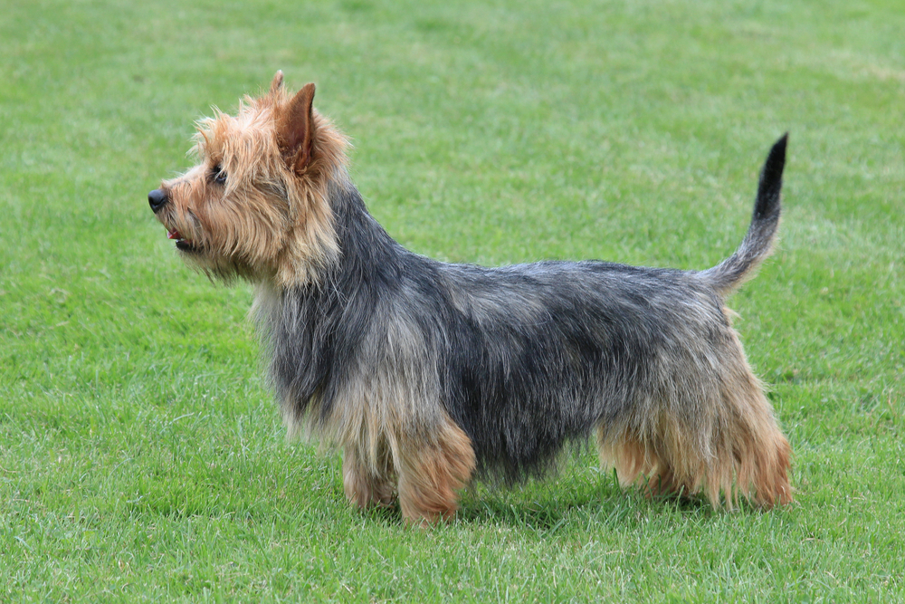 Australische Terrier