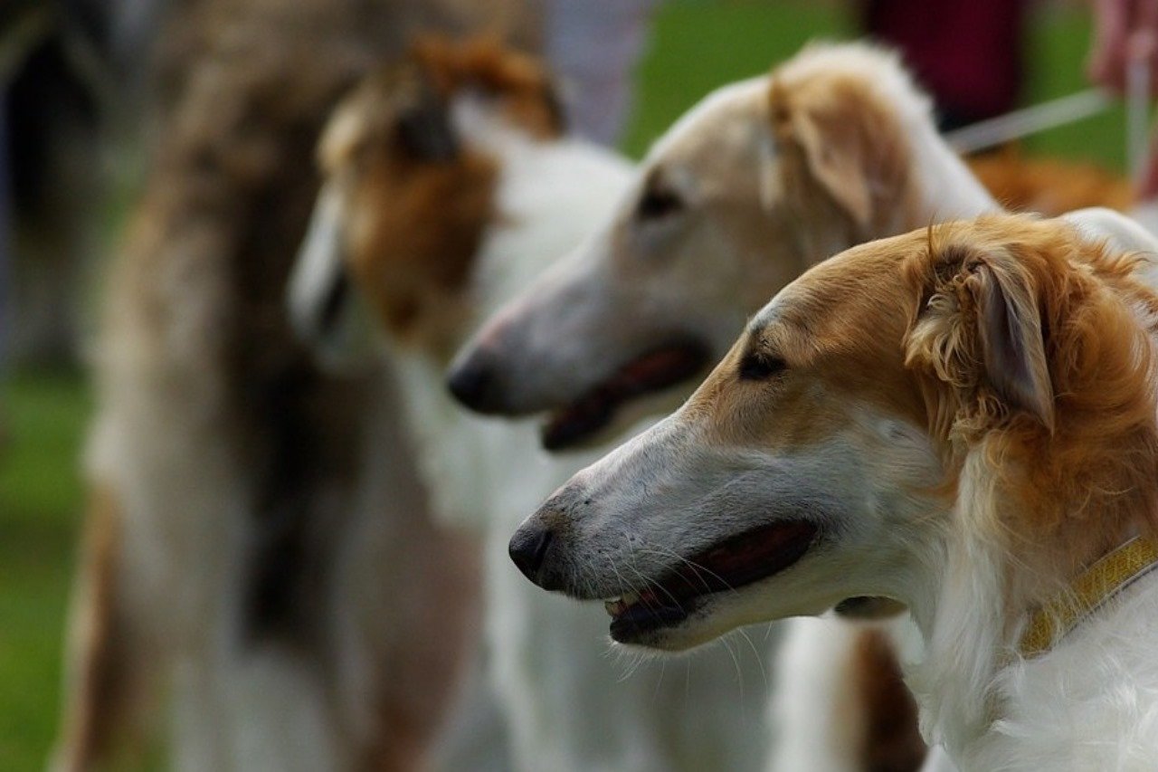10 populairste Russische hondenrassen - Barzoi