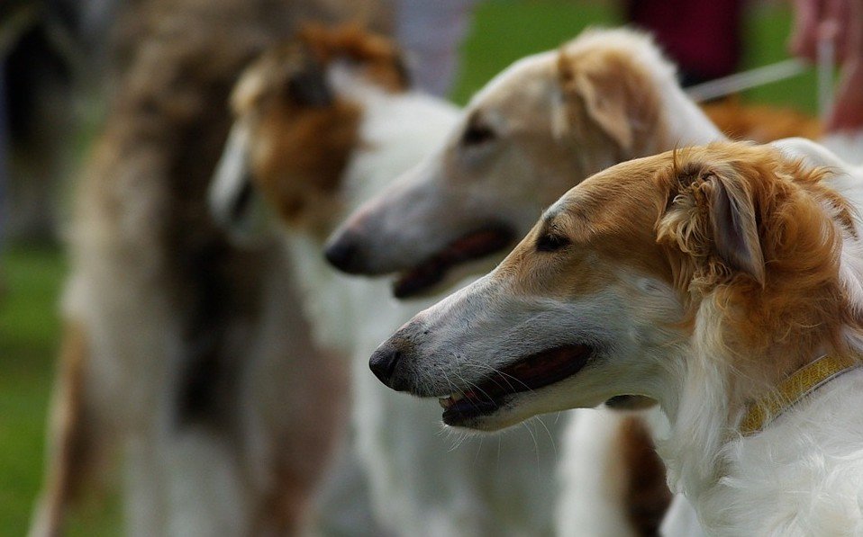 Barzoi behoort tot de 10 snelste honden ter wereld