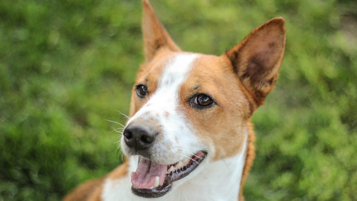 Basenji