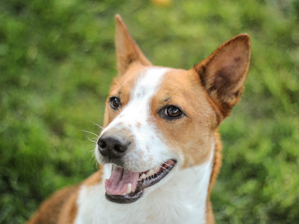 Basenji