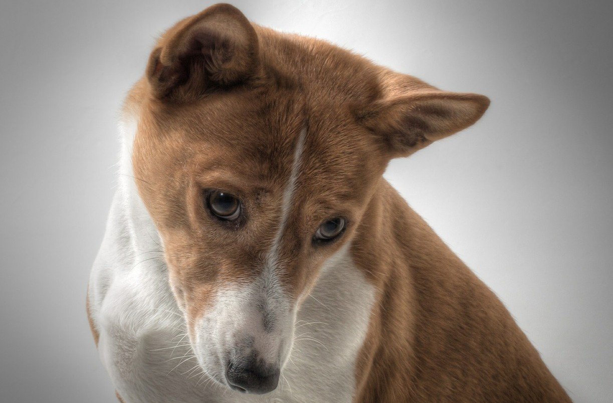 domste hondenrassen -Basenji