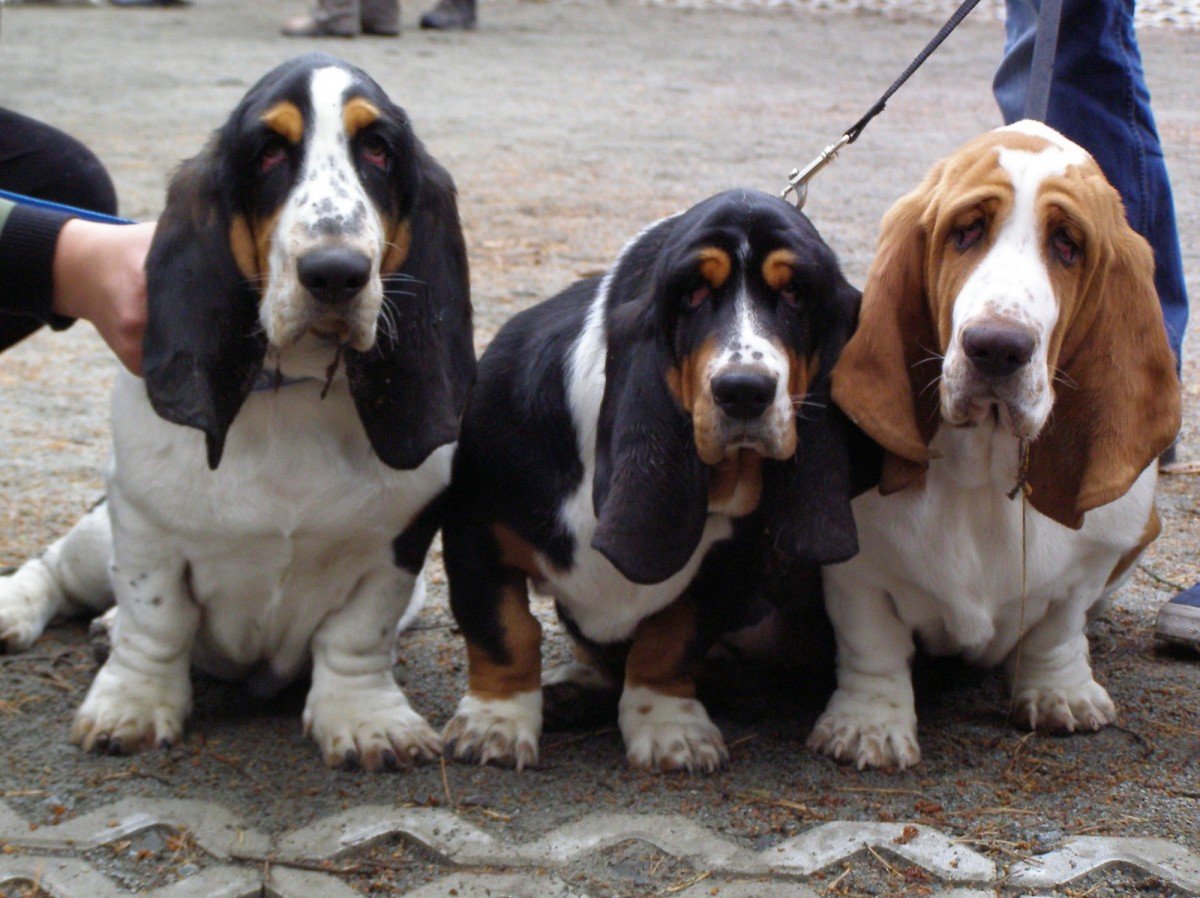 Franse hondenrassen - Basset Artesien Normand