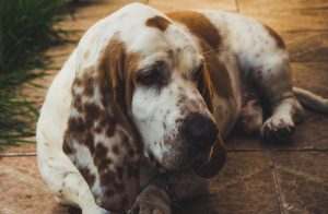 Basset Bleu de Gascogne