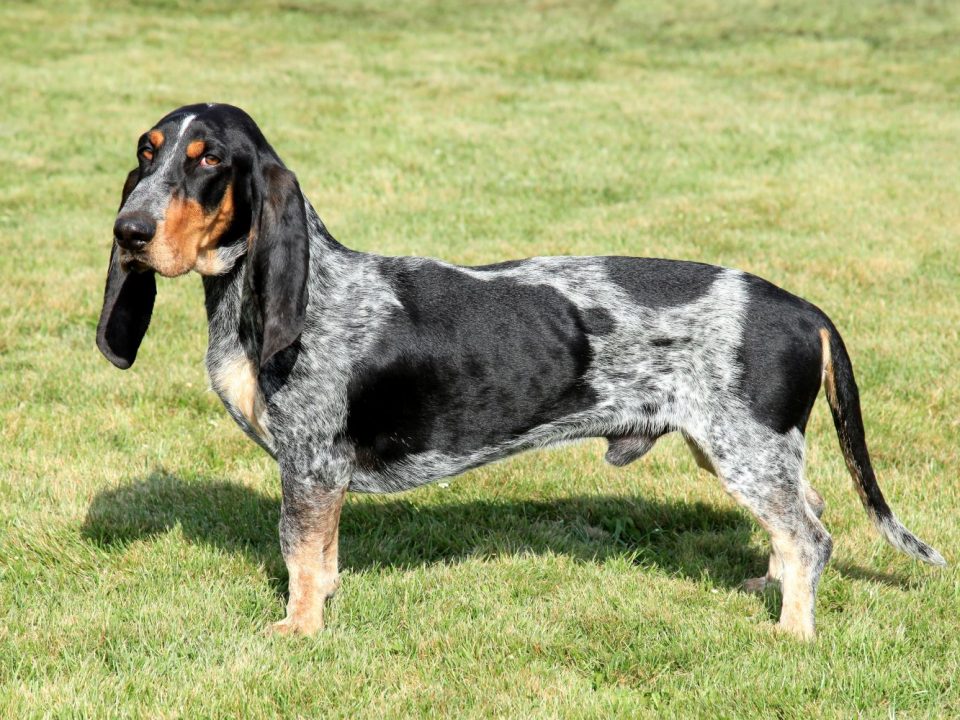 Basset Bleu de Gascogne Depositphotos_25448387_S