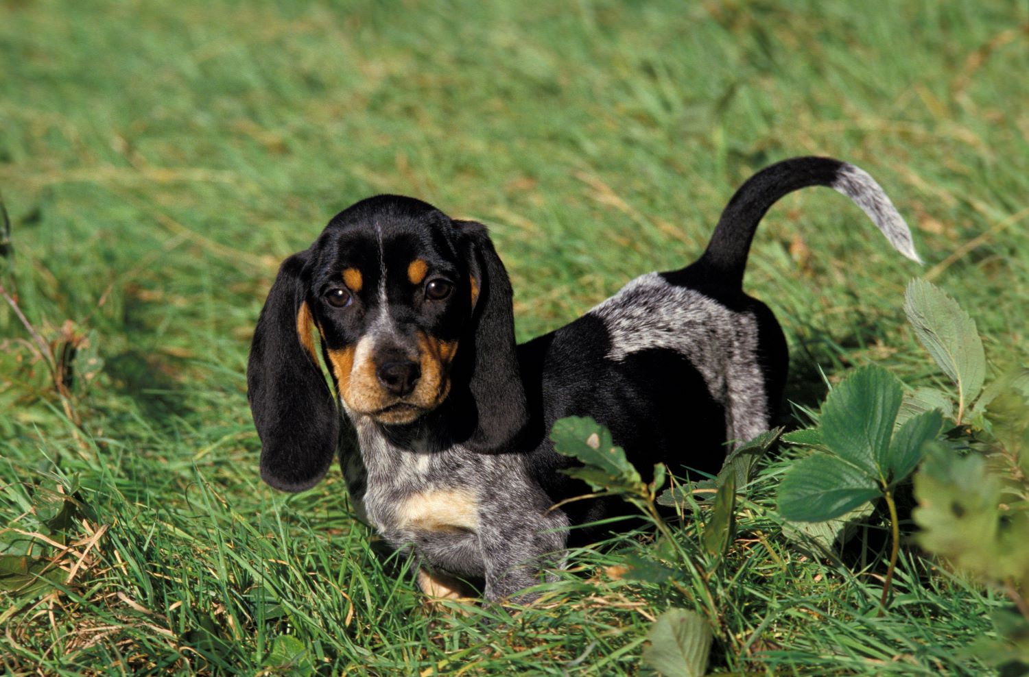 Franse hondenrassen - Puppy Basset Bleu de Gascogne Depositphotos_350782330_S