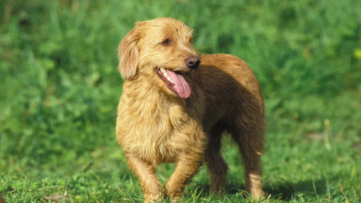 Basset Fauve de Bretagne Depositphotos_337384574_S