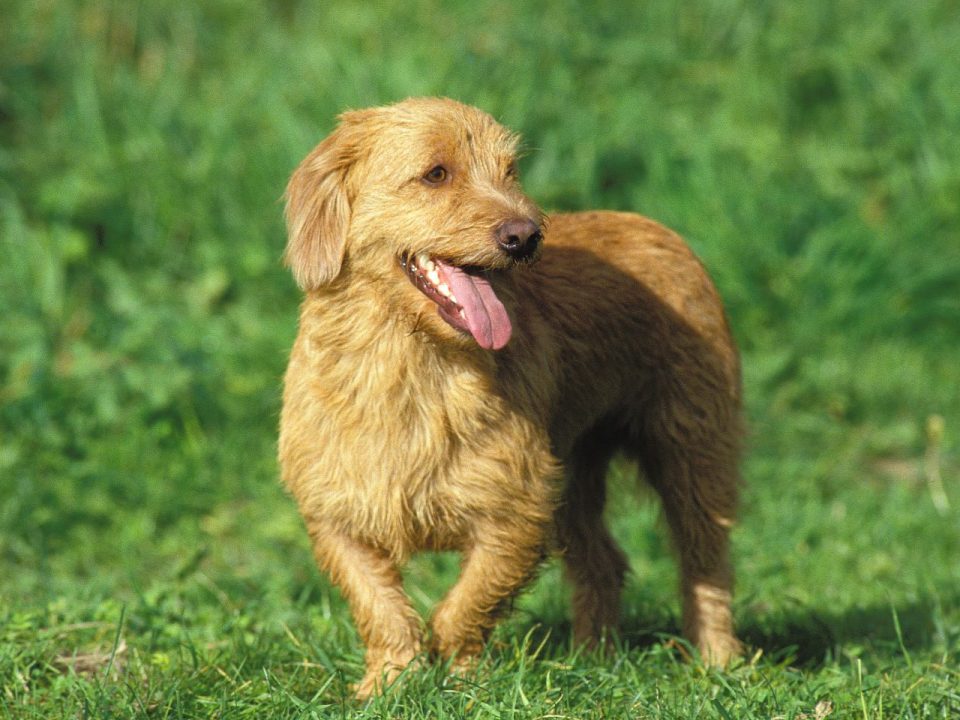 Basset Fauve de Bretagne Depositphotos_337384574_S