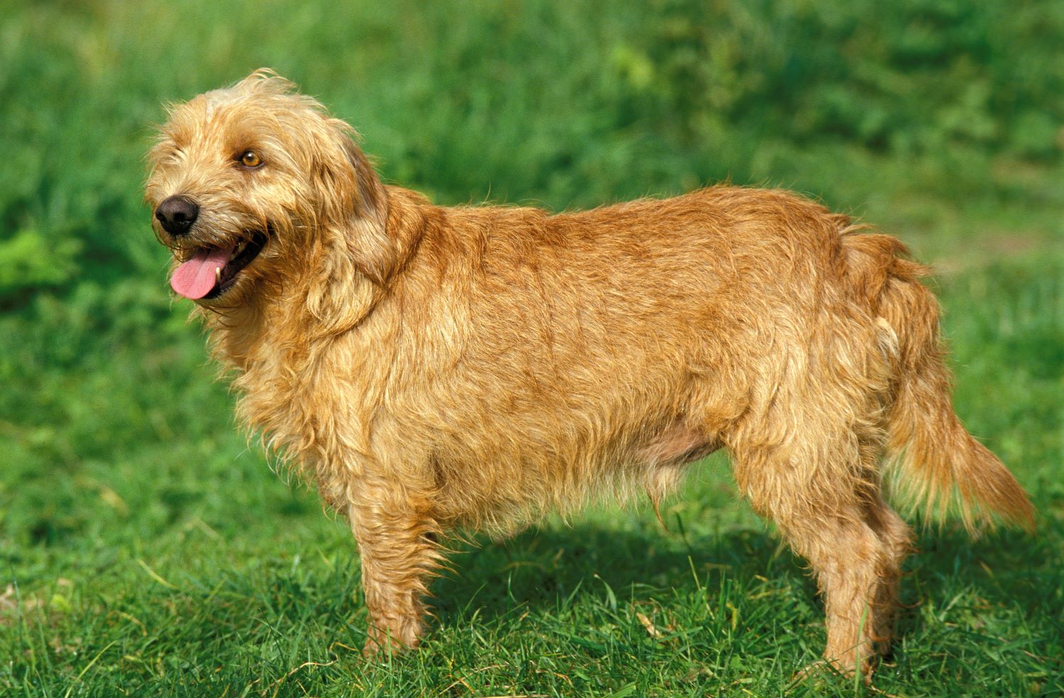 Basset Fauve de Bretagne Depositphotos_350767750_S