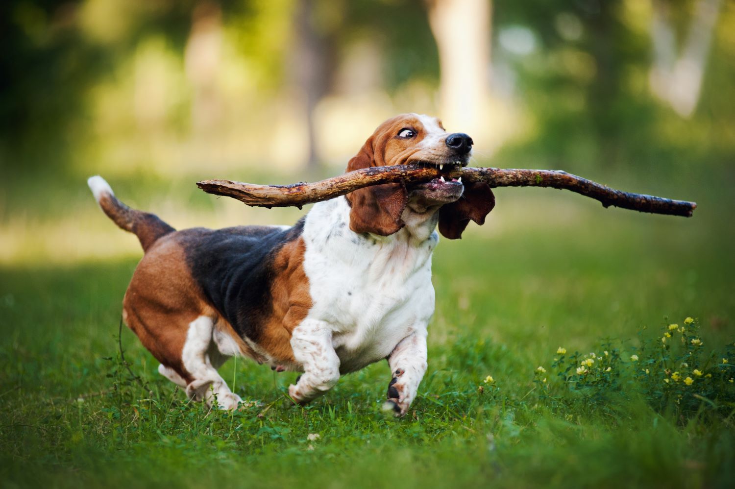 Basset Hound Depositphotos_13181036_S