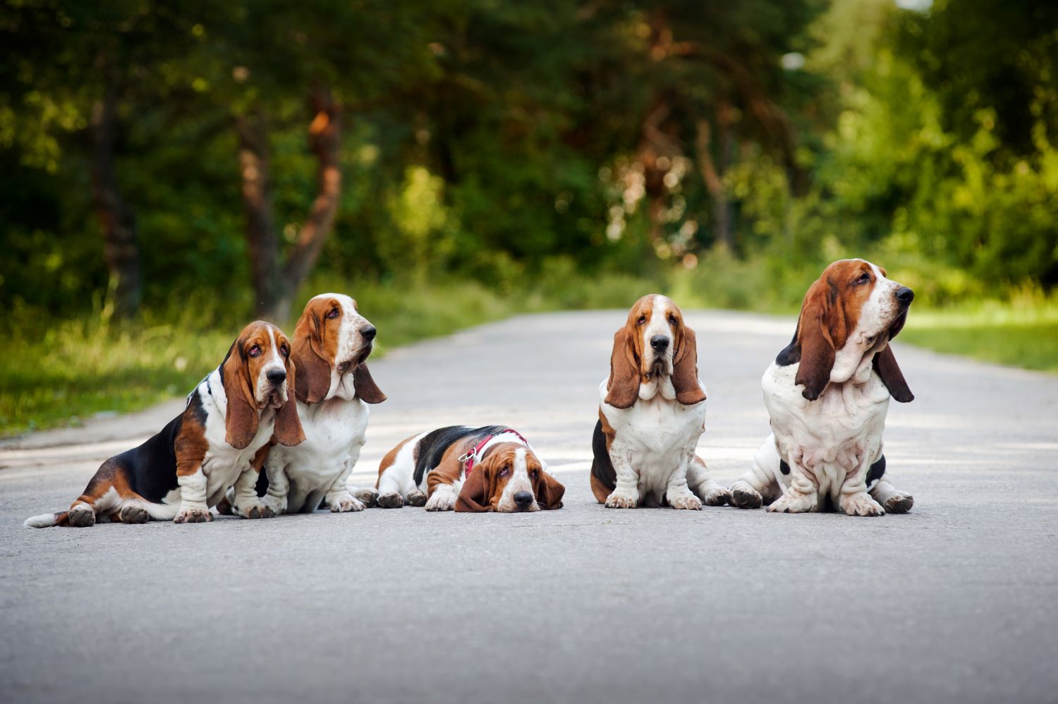 Basset Hound puppy Depositphotos_13261104_S