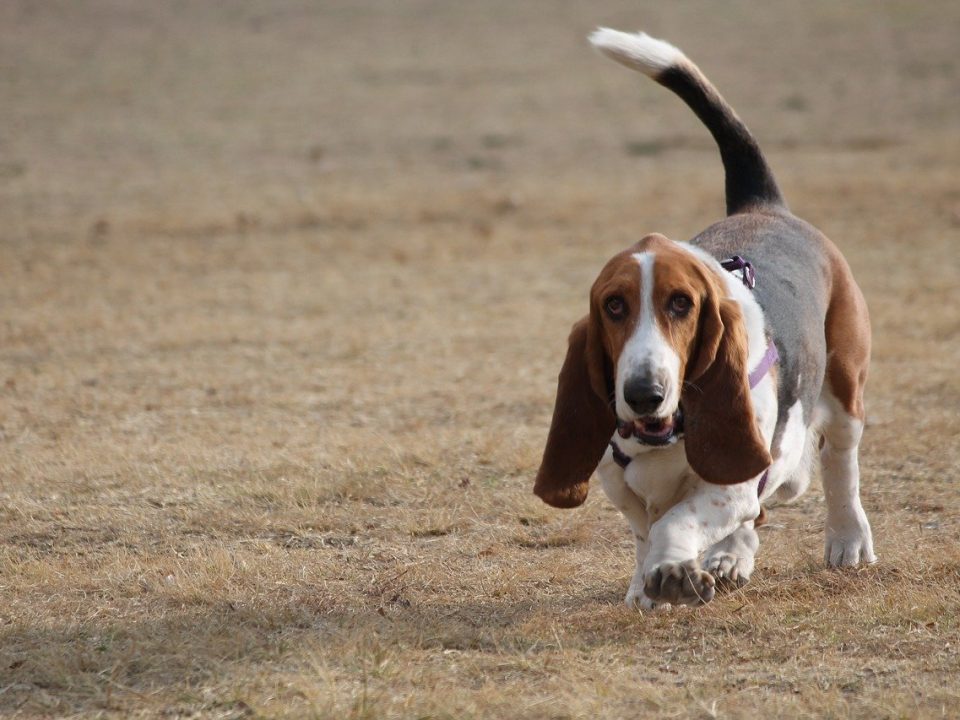 Basset hound