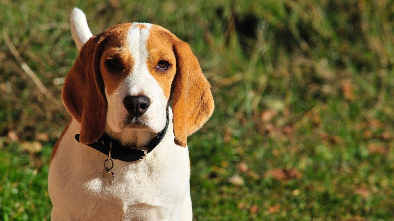 Beagle - Engelse hondenrassen