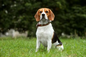 Beagle Depositphotos_6603470_S