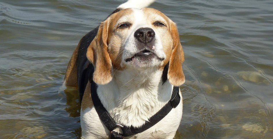 domste hondenrassen - Beagle