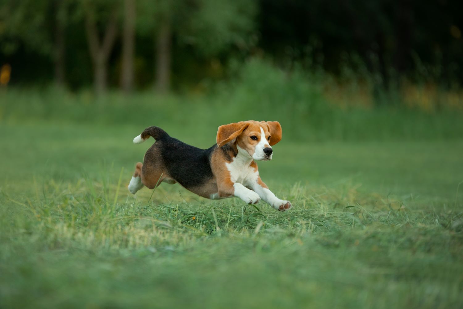 Beagle karakter Depositphotos_408883626_S