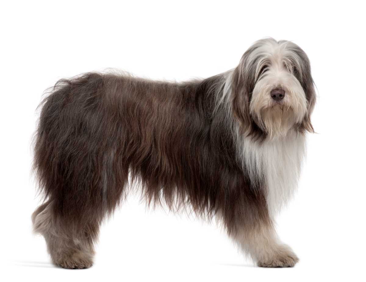 Bearded Collie Depositphotos_10886065_S