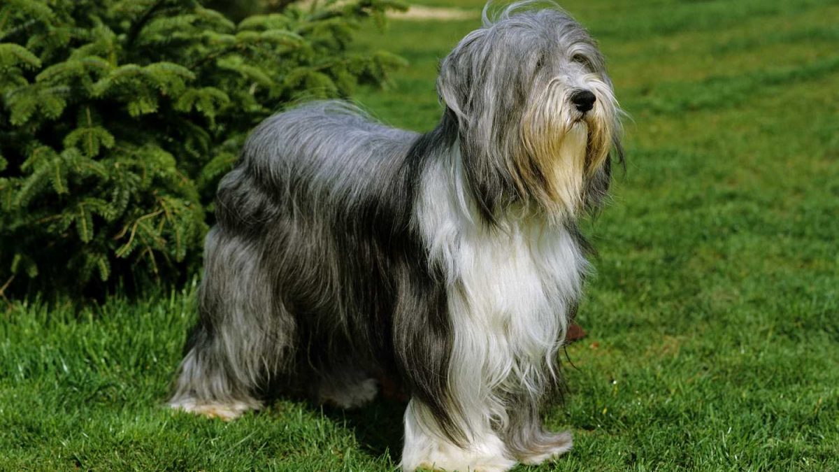 Bearded Collie Depositphotos_350766412_S