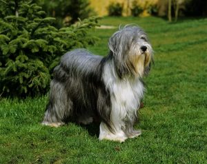 Bearded Collie Depositphotos_350766412_S