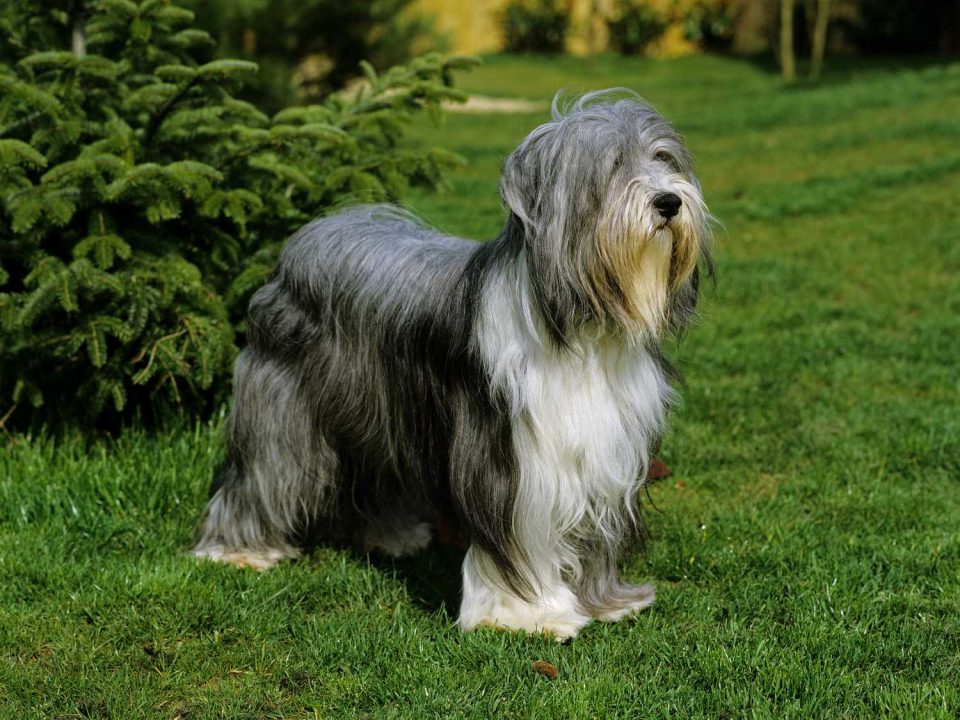 Bearded Collie Depositphotos_350766412_S