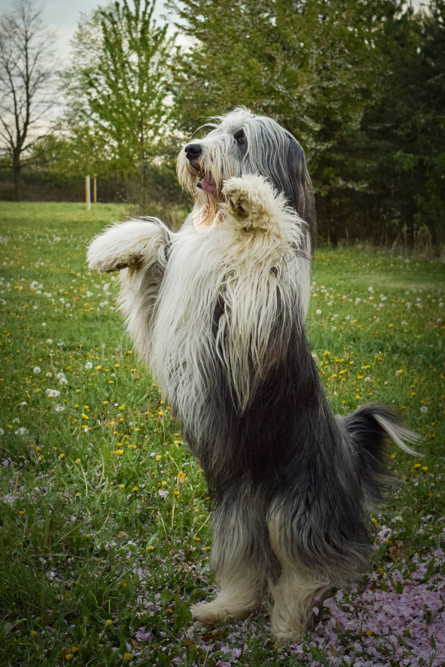 Bearded Collie Depositphotos_396303842_S