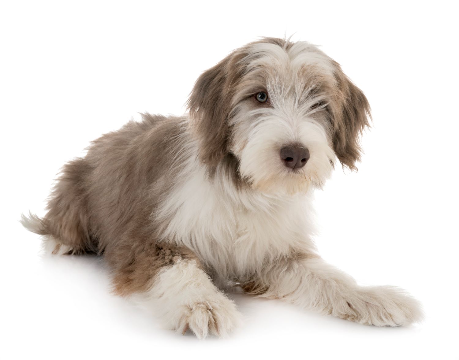 Bearded Collie puppy Depositphotos_253684594_S