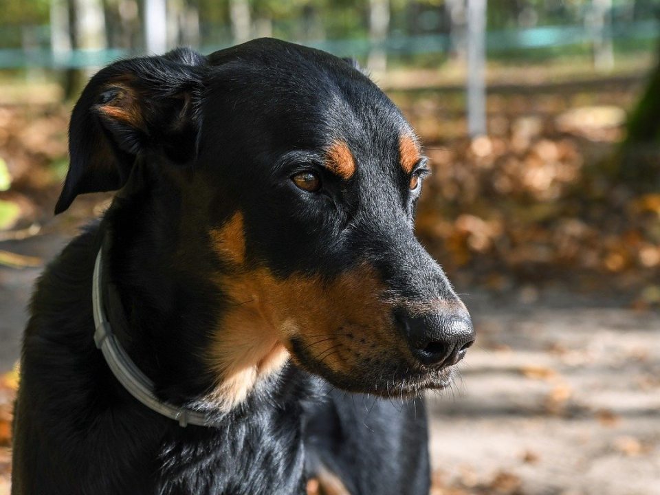 Beauceron