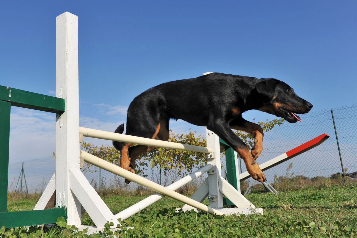 Franse hondenrassen - Beauceron Depositphotos_4059552_S