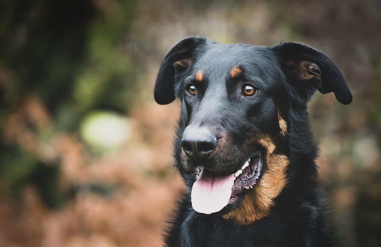 Beauceron dog-6191195_1280