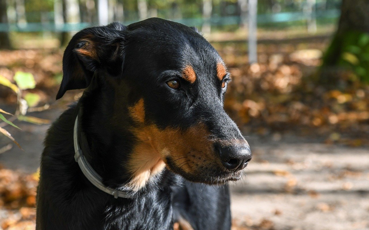 Beauceron - grote hondenrassen