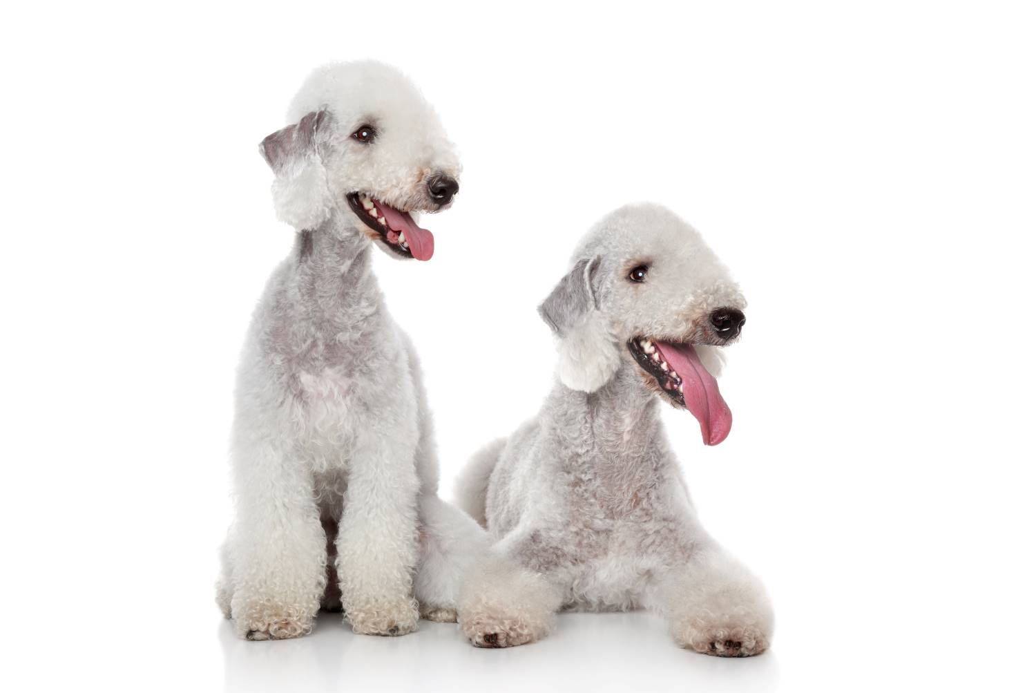 Bedlington Terrier verzorging  Depositphotos_12078078_S