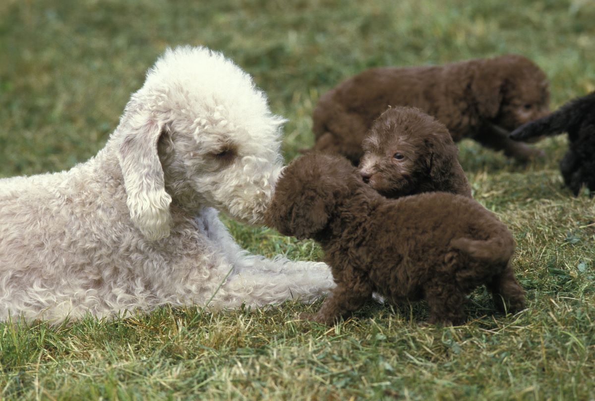 Bedlington Terrier puppy Depositphotos_348256718_S