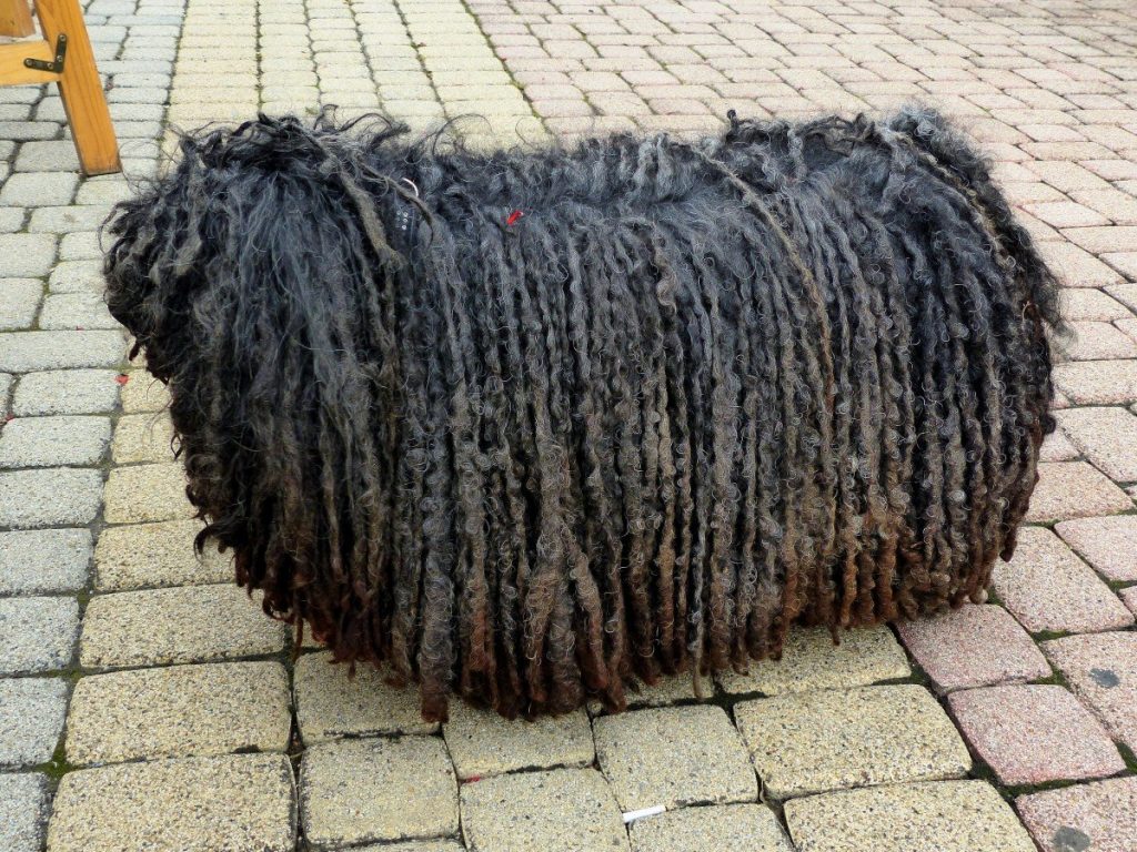 Bergamasco