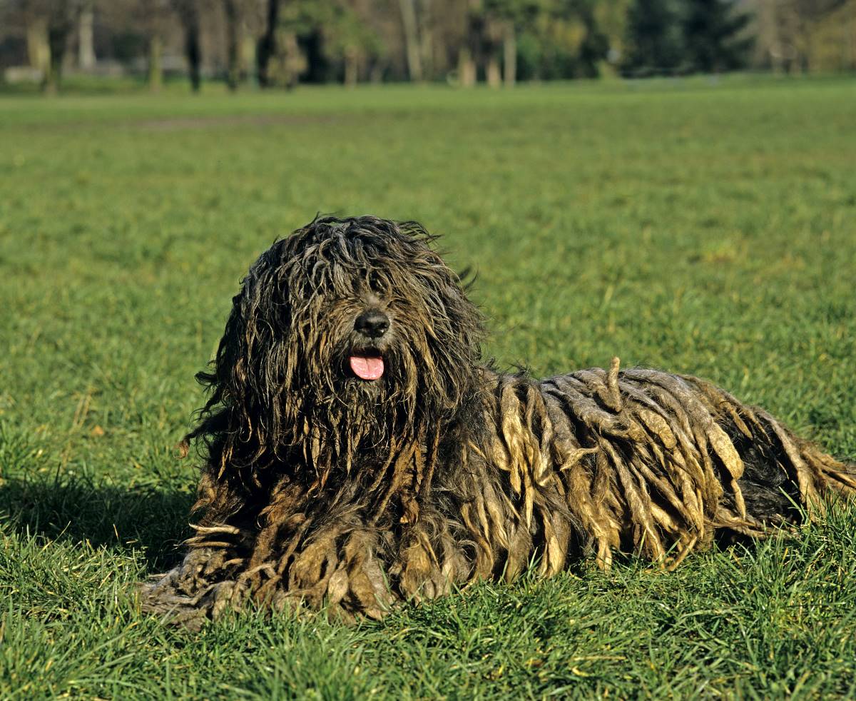 Bergamasco sheepdog Depositphotos_345535984_S