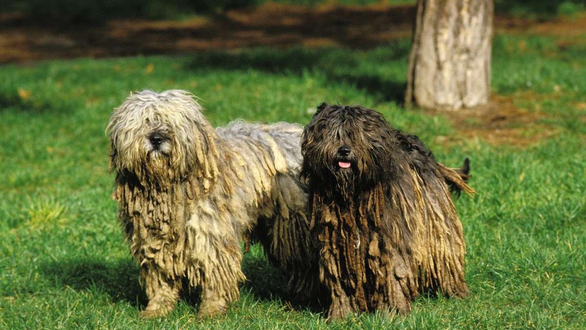 Bergamasco sheepdog Depositphotos_348253294_S