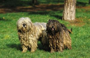 Bergamasco sheepdog Depositphotos_348253294_S