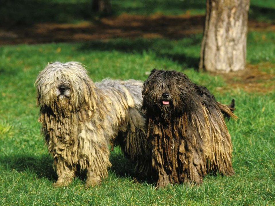 Bergamasco sheepdog Depositphotos_348253294_S